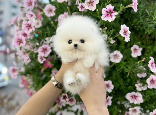 Dişi Erkek Pomeranian Teddy Bear Boo Yavrularımız görsel