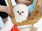 Dişi erkek pomeranian teddy bear boo yavrularımız