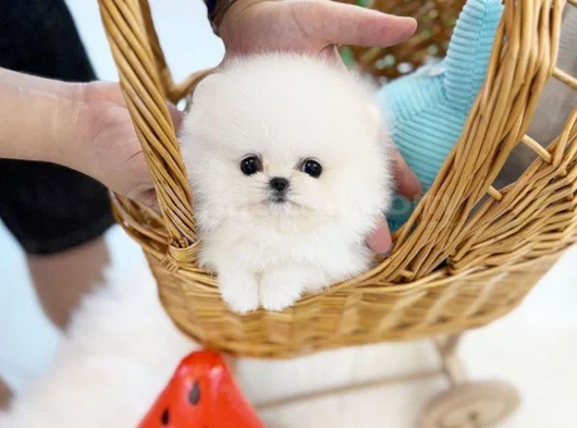 Dişi Erkek Pomeranian Teddy Bear Boo Yavrularımız