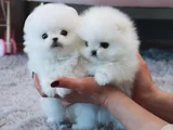 Dişi Erkek Pomeranian Teddy Bear Boo Yavrularımız