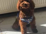 Ruhsatlı Işletmeden Xs Mi̇ni̇ Kore Red Toypoddle Bebekler