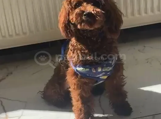 Ruhsatlı Işletmeden Xs Mi̇ni̇ Kore Red Toypoddle Bebekler görsel