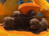 Ruhsatlı Işletmeden Xs Mi̇ni̇ Kore Red Toypoddle Bebekler