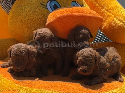 Ruhsatlı Işletmeden Xs Mi̇ni̇ Kore Red Toypoddle Bebekler görsel