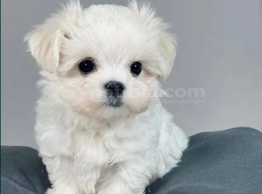 Kar Beyaz Harika Maltese Terrier Yavrular