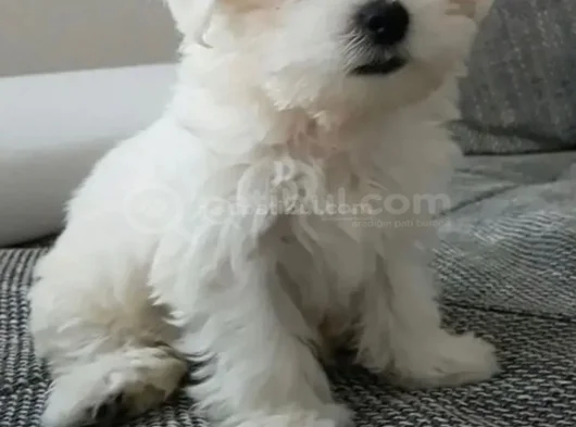 Kar Beyaz Harika Maltese Terrier Yavrular görsel