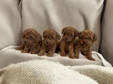 Irkının En Güzeli Toy Poodle Yavrular