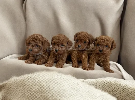 Irkının En Güzeli Toy Poodle Yavrular görsel