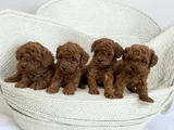 Irkının En Güzeli Toy Poodle Yavrular