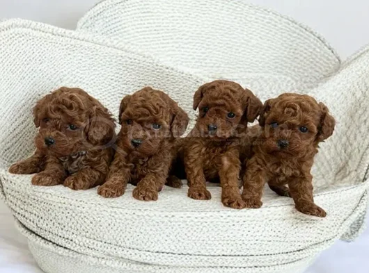 Irkının En Güzeli Toy Poodle Yavrular görsel