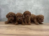 Irkının en güzeli toy poodle yavrular