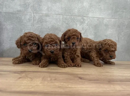 Irkının En Güzeli Toy Poodle Yavrular