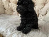 Siyah Toy Poodle Yavrularımız En Güzel Haliyle