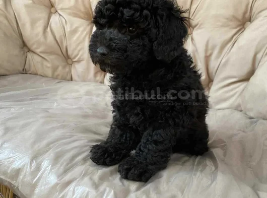 Siyah Toy Poodle Yavrularımız En Güzel Haliyle görsel