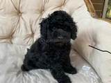 Siyah Toy Poodle Yavrularımız En Güzel Haliyle