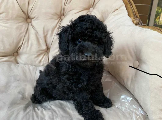 Siyah toy poodle yavrularımız en güzel haliyle