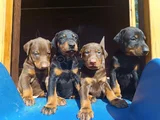 Irkının En Güzeli Doberman Yavrular