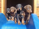 Irkının En Güzeli Doberman Yavrular