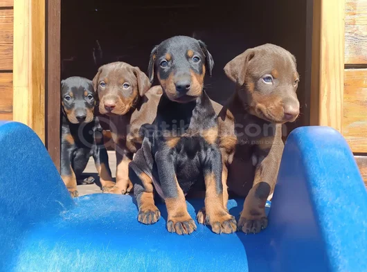 Irkının En Güzeli Doberman Yavrular görsel