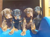 Irkının En Güzeli Doberman Yavrular