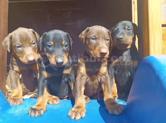 Irkının En Güzeli Doberman Yavrular görsel