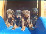 Irkının en güzeli doberman yavrular