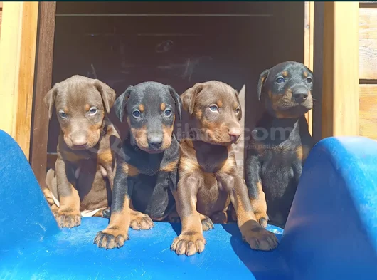 Irkının En Güzeli Doberman Yavrular