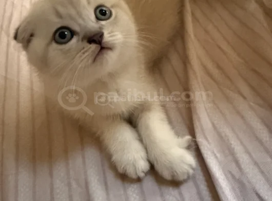 Beyaz Scootish Yavru Kediler görsel