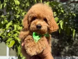 Şirin Maltipoo Yavruları Irk Ve Sağlık Garantili