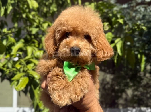 Şirin Maltipoo Yavruları Irk Ve Sağlık Garantili