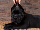 Safkan Cane Corso yavrular