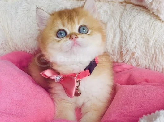 Scr Li Anne Babadan Golden Ny12 Brıtısh Shorthair Yavrularım