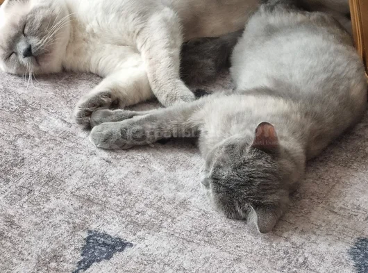 Prens Ve Prensesimiz görsel