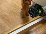 5 Buçuk Aylık Dişi Toy Poddle