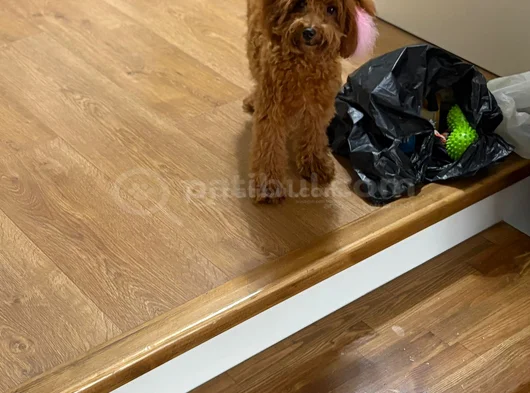 5 Buçuk Aylık Dişi Toy Poddle görsel