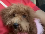 5 Buçuk Aylık Dişi Toy Poddle
