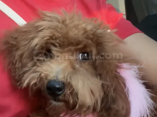5 Buçuk Aylık Dişi Toy Poddle görsel