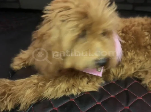 5 Buçuk Aylık Dişi Toy Poddle görsel
