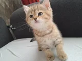 Tatli yavrumuz uyguna verilecektir