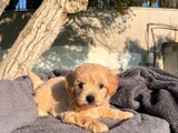 A Kalite Maltipoo Bebekler
