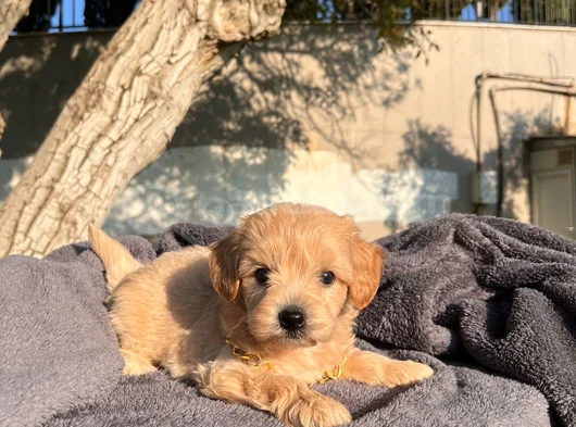 A Kalite Maltipoo Bebekler görsel