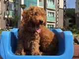 Tcap Ve Toy Poodle Irk Ve Sağlık Garantili Tlf Bakım Hizmeti