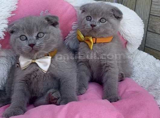 Ayı Suratlı Blue Lilac Scotısh Fold Bebekleirm görsel