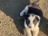 Safkan Border Collie Yavrular