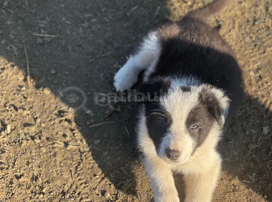 Safkan Border Collie Yavrular görsel