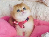 Scr Li Anne Babadan Golden Ny12 Brıtısh Shorthair Yavrularım