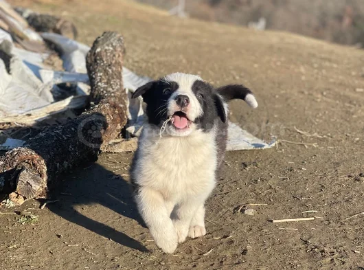 Safkan Border Collie Yavrular görsel
