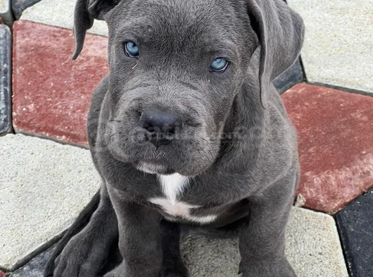 Safkan Cane Corso Yavrular görsel