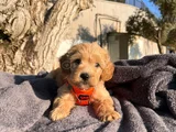 A Kalite Maltipoo Bebekler