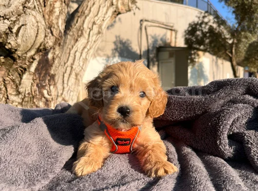A Kalite Maltipoo Bebekler görsel